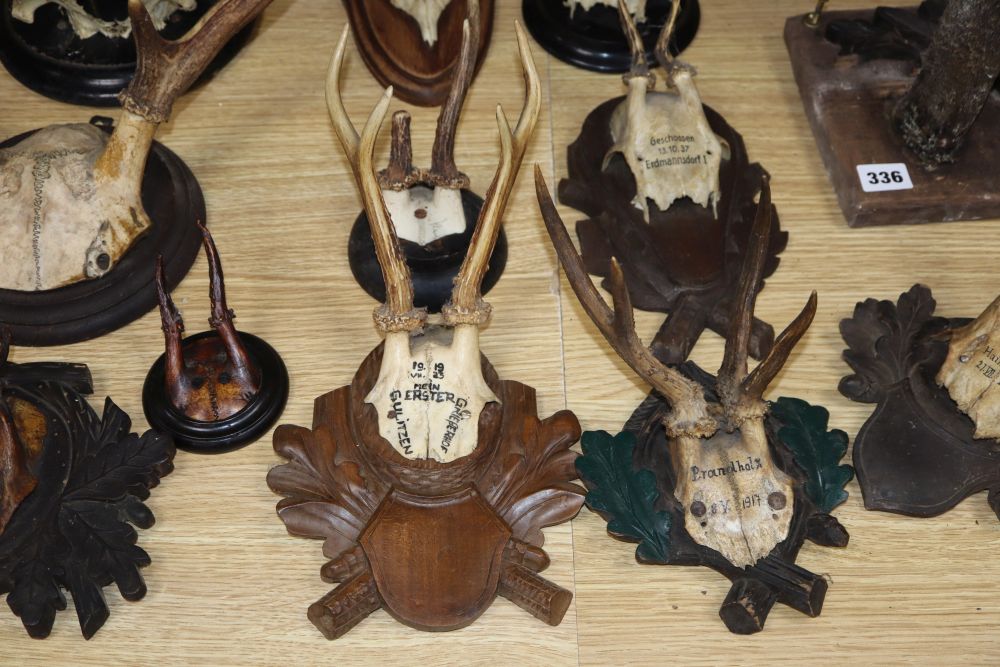 A quantity of mounted antlers, some with Black Forest shields